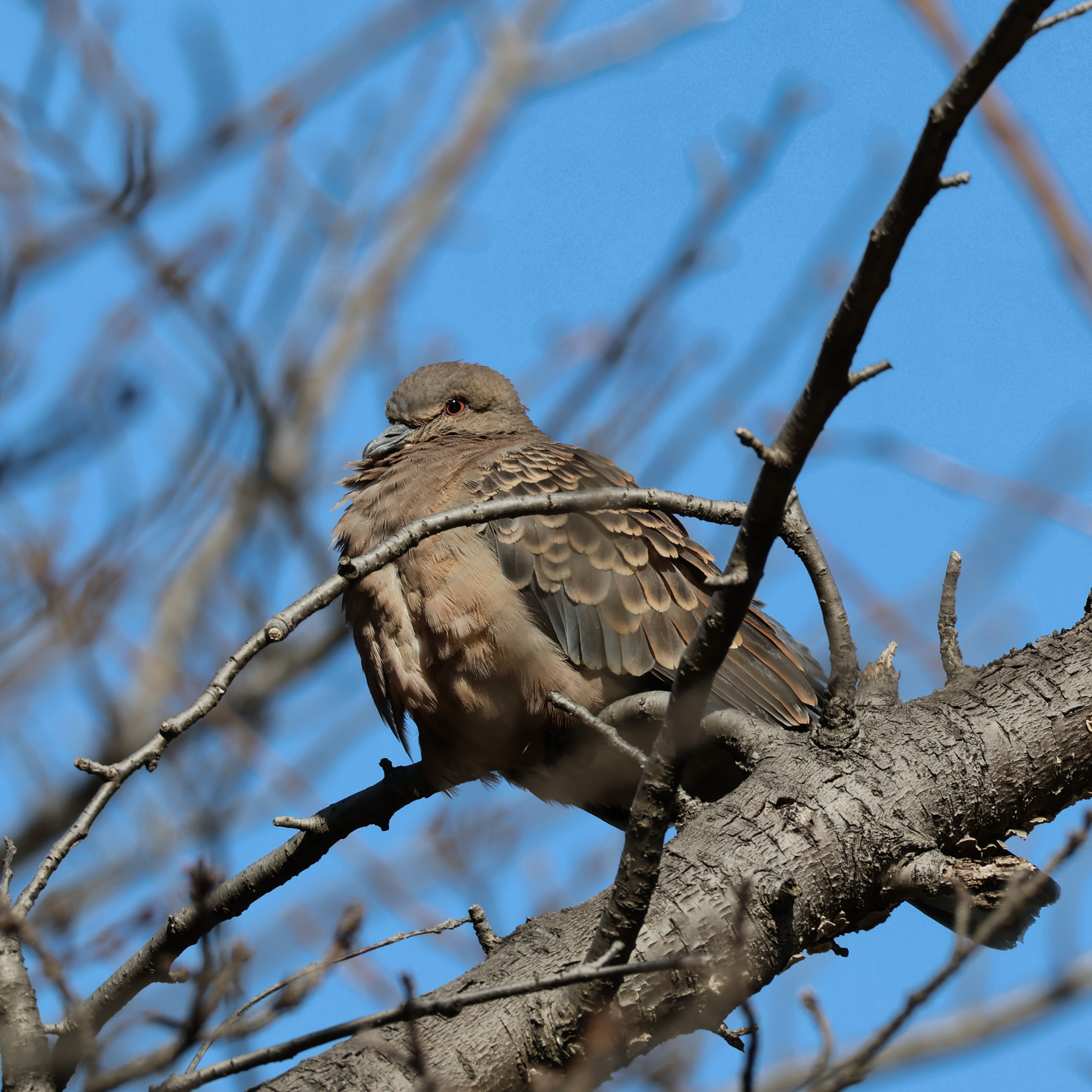 Oriental Turtle Dove (Streptopelia orientalis), photo 9