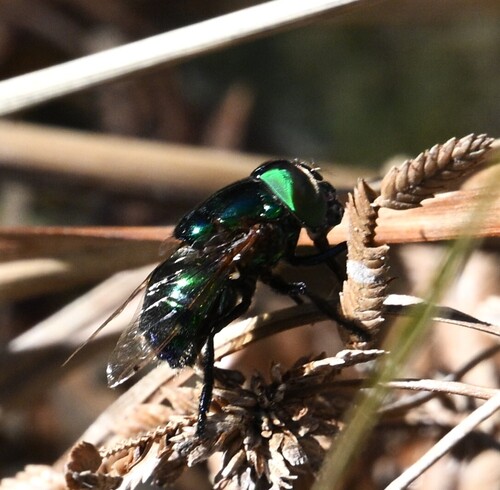Unknown species found near Hidalgo County, TX, USA