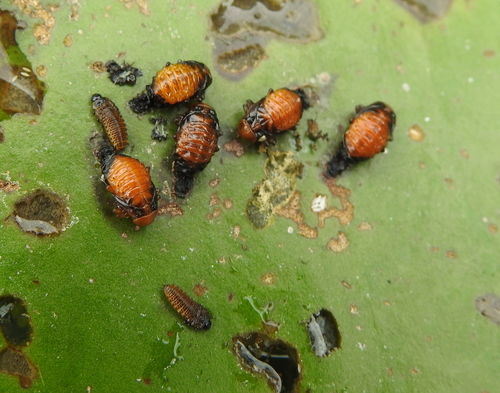 Waterlily Leaf Beetle, photo 8 of 10