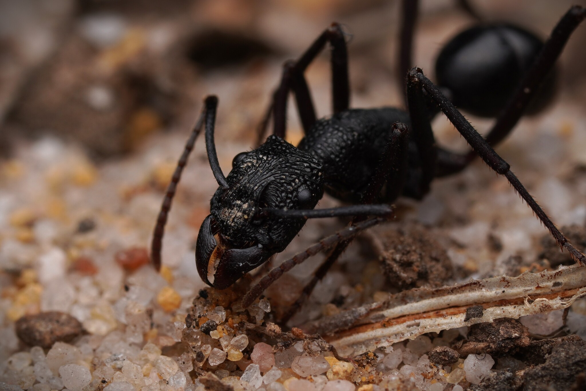 Rhytidoponera aciculata