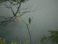 Morphnarchus princeps