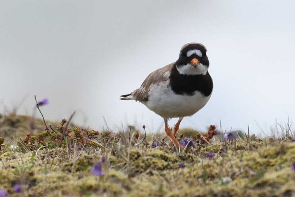 Western Common Ringed Plover
