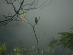 Morphnarchus princeps