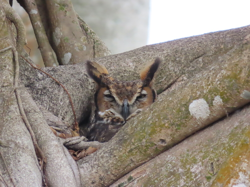 View observation of {o.common_name} on iNaturalist