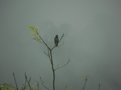 Morphnarchus princeps