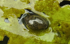 Physa fontinalis image