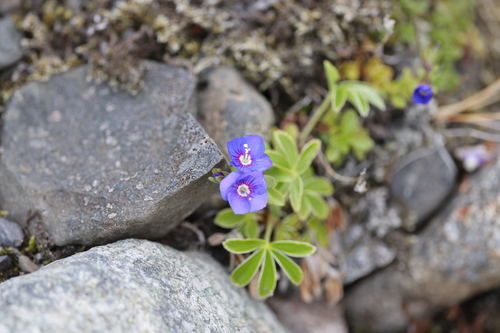 Rock Speedwell (Veronica fruticans)