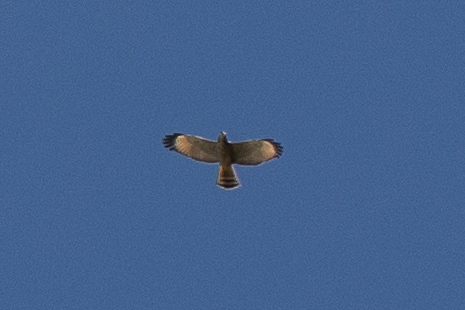 Roadside Hawk (Rupornis magnirostris), photo 9