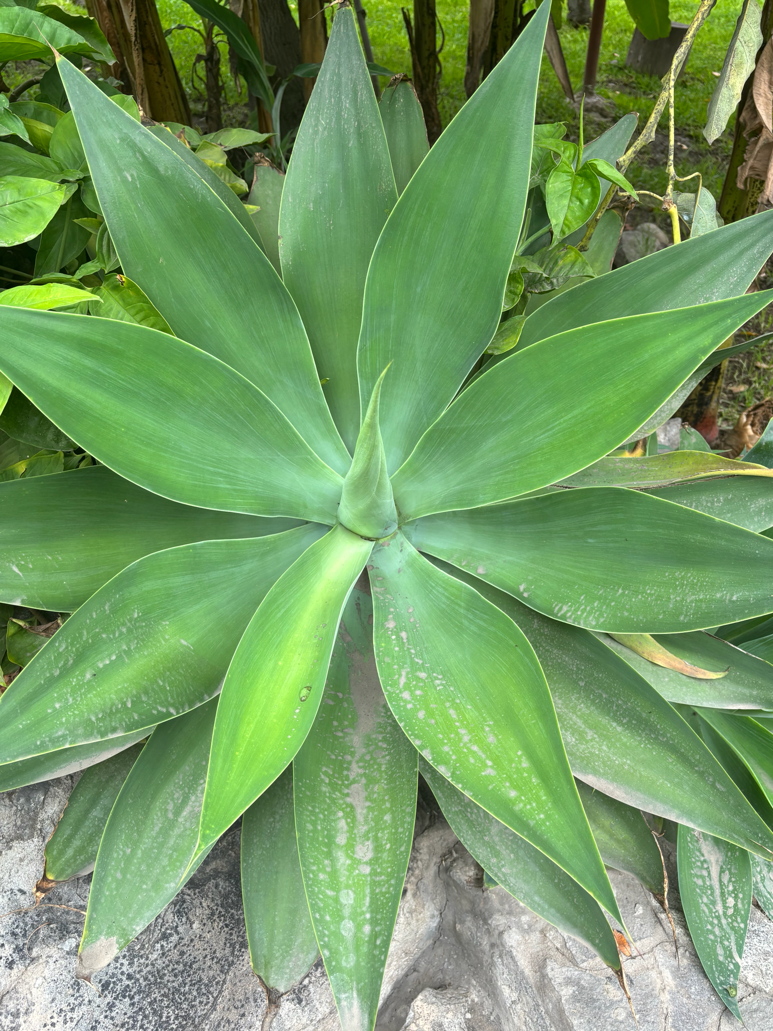 Imagem de Agave-dragão