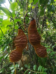 Mucuna urens