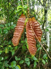 Mucuna urens