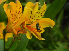Calloceratina