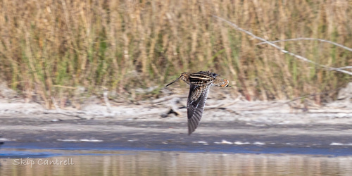 Wilson's Snipe (Gallinago delicata), photo 6