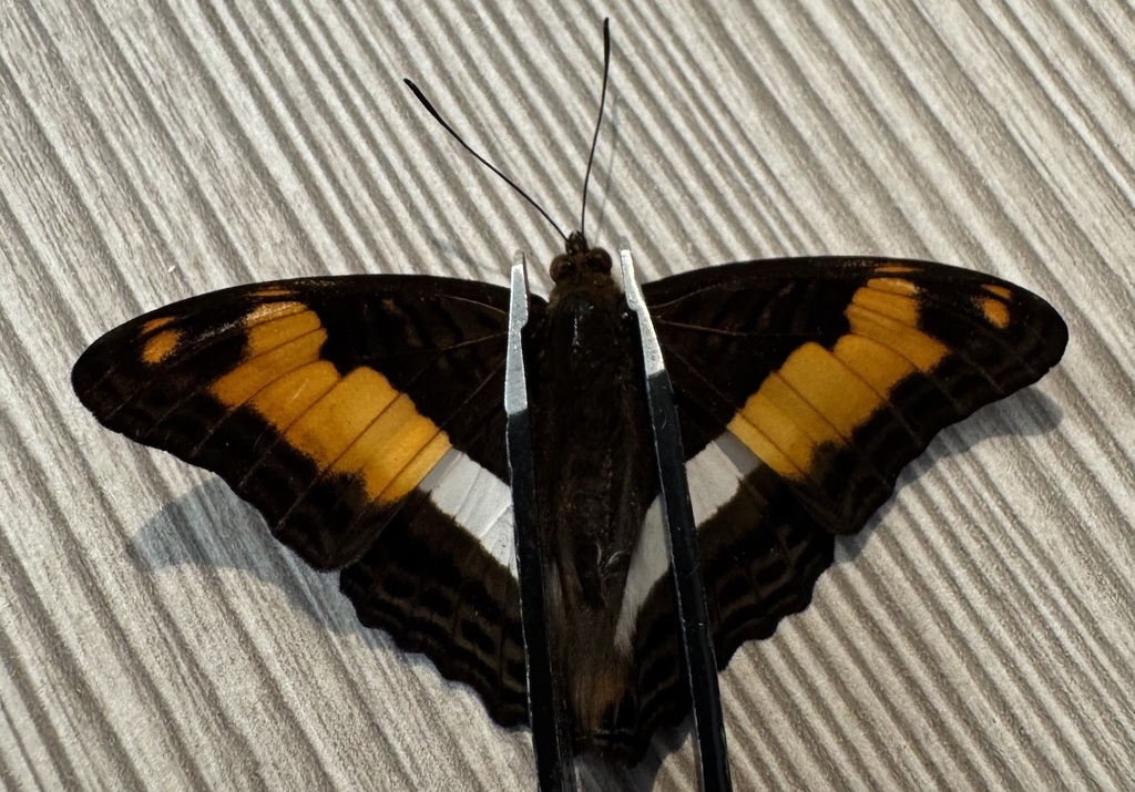 Adelpha malea aethalia from Princes Town Regional Corporation, Trinidad ...