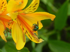 Calloceratina