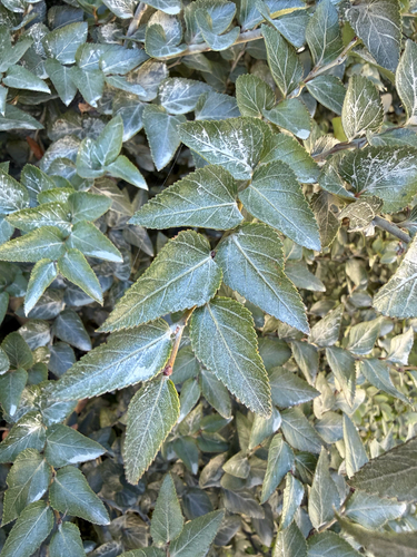 Chiloé Beech (Nothofagus nitida)