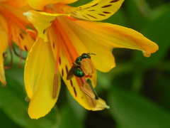 Calloceratina