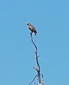 iNaturalist observation photo of Red-tailed Hawk