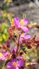 Tibouchina herbacea, recorded fruiting