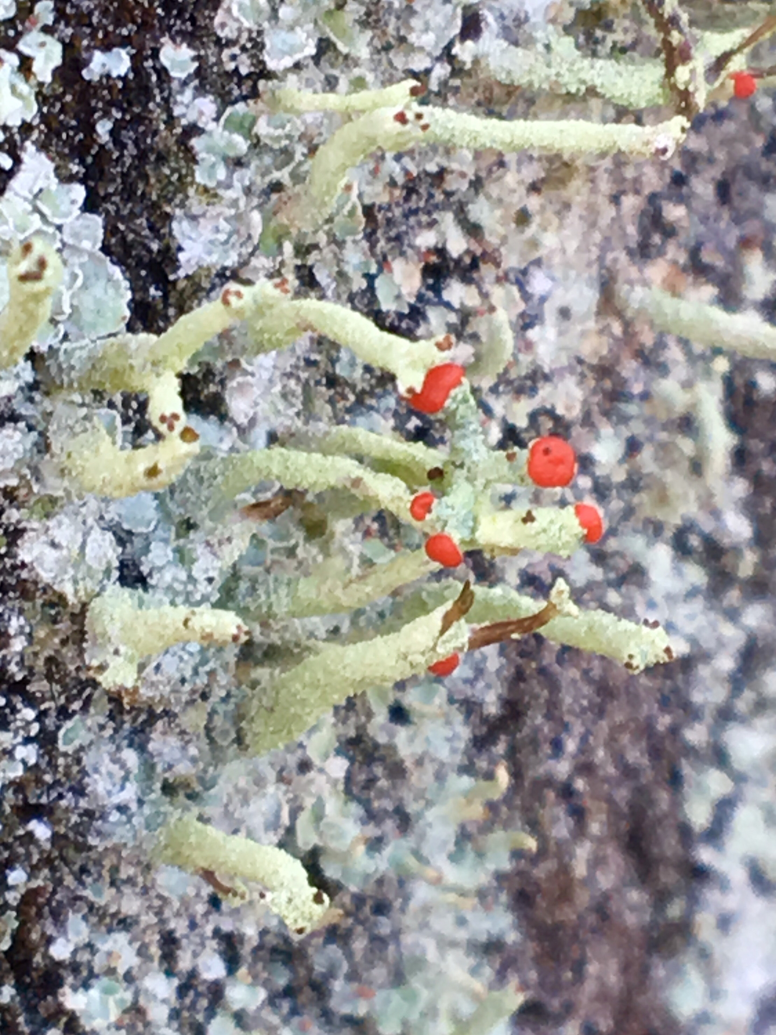 Cladonia macilenta image