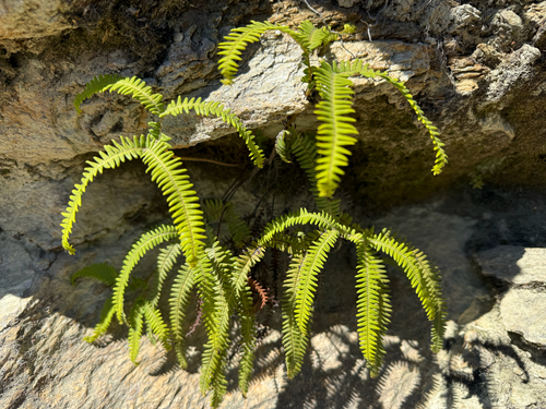 Sticherus squamulosus, photograph 6