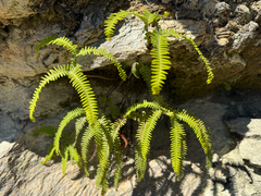 Sticherus squamulosus, photograph (c) Francisco E. Fonturbel, some rights reserved (CC BY)