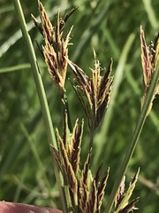 Cyperus rigidifolius