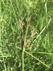 Cyperus rigidifolius
