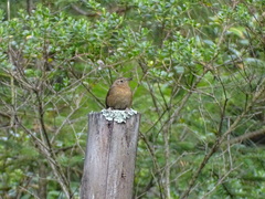 Troglodytes aedon brunneicollis