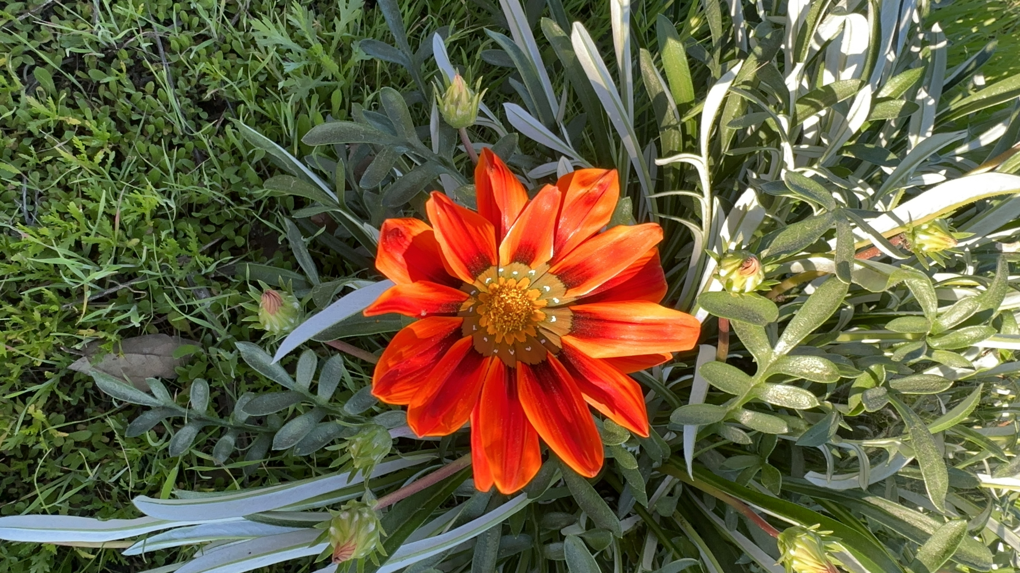 Imagem de Gazania