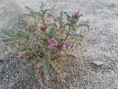 Astragalus crotalariae