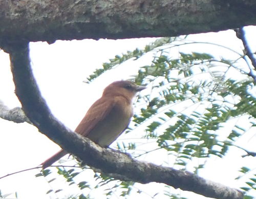 Cinnamon Becard (Pachyramphus cinnamomeus), photo 4