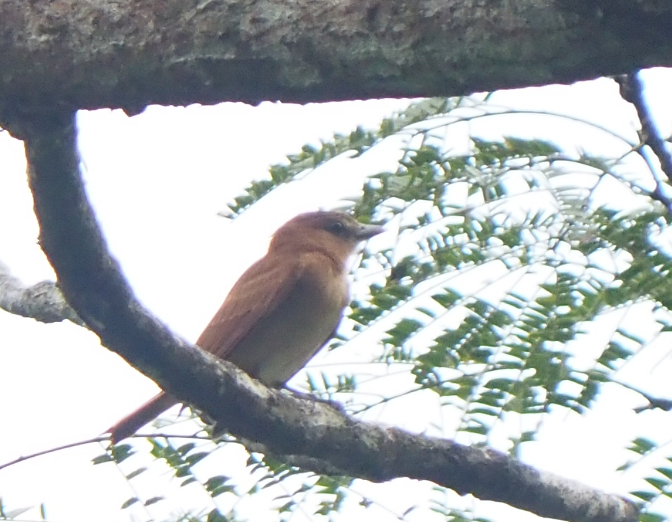 Cinnamon Becard (Pachyramphus cinnamomeus), photo 5