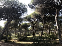 Pinus pinea