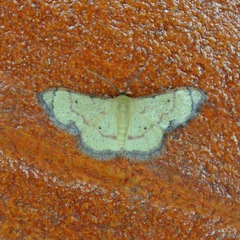 Lobocleta malvina