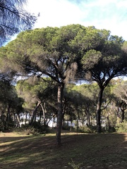 Pinus pinea