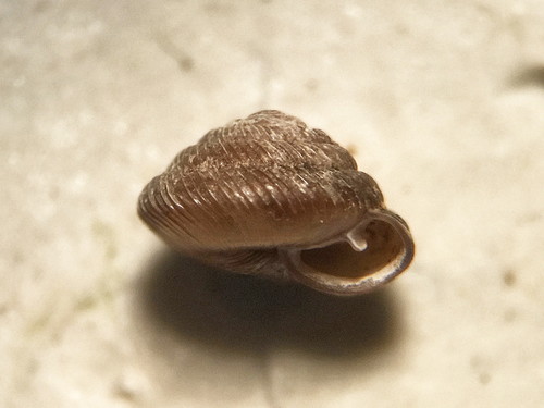 Bronze Pinecone Snail