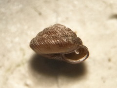 Image of Strobilops aeneus