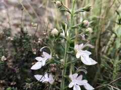 Teucrium pseudochamaepitys