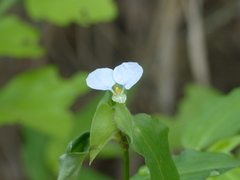 Commelina erecta erecta