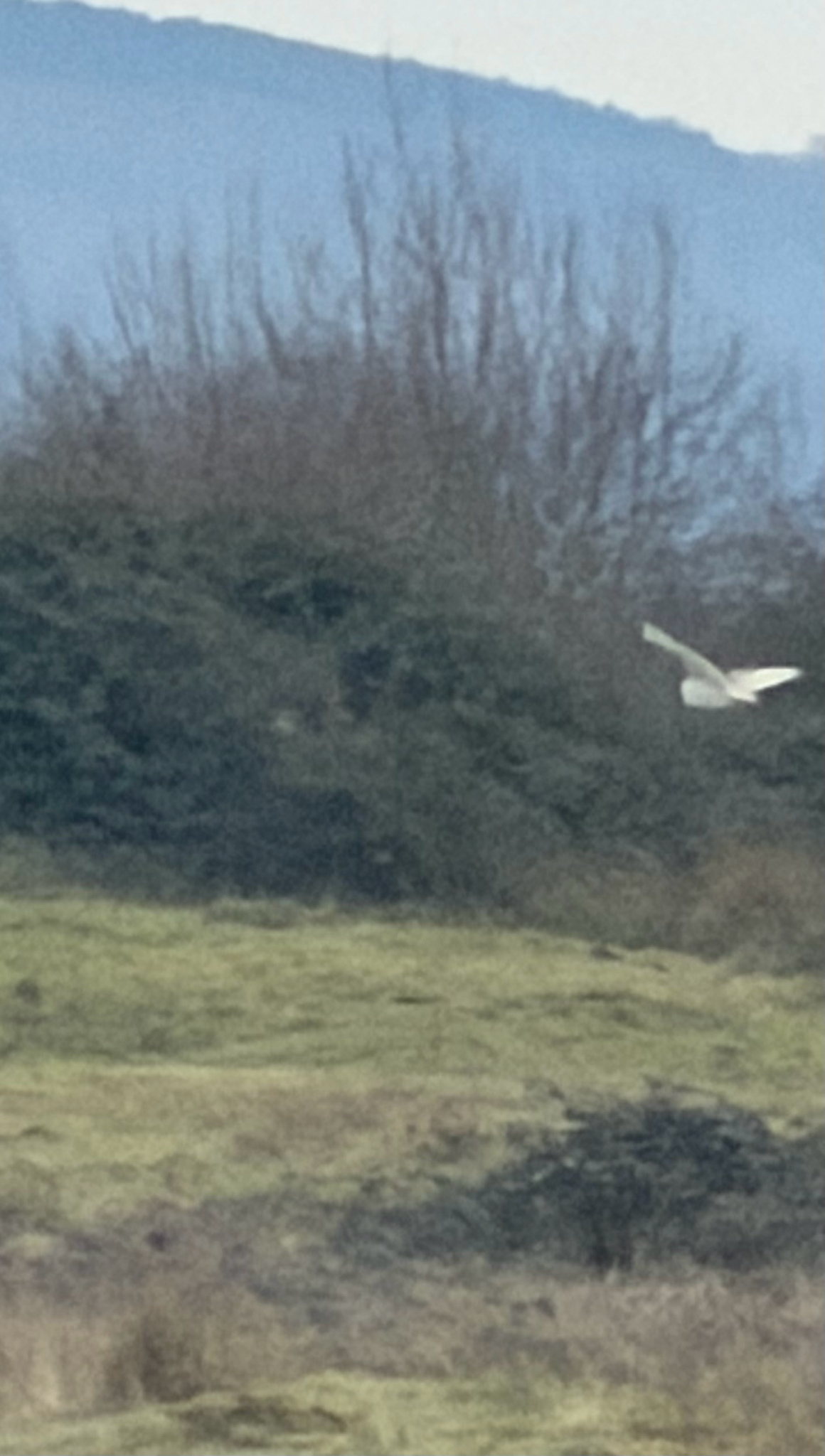 Western Barn Owl (Tyto alba), photo 7