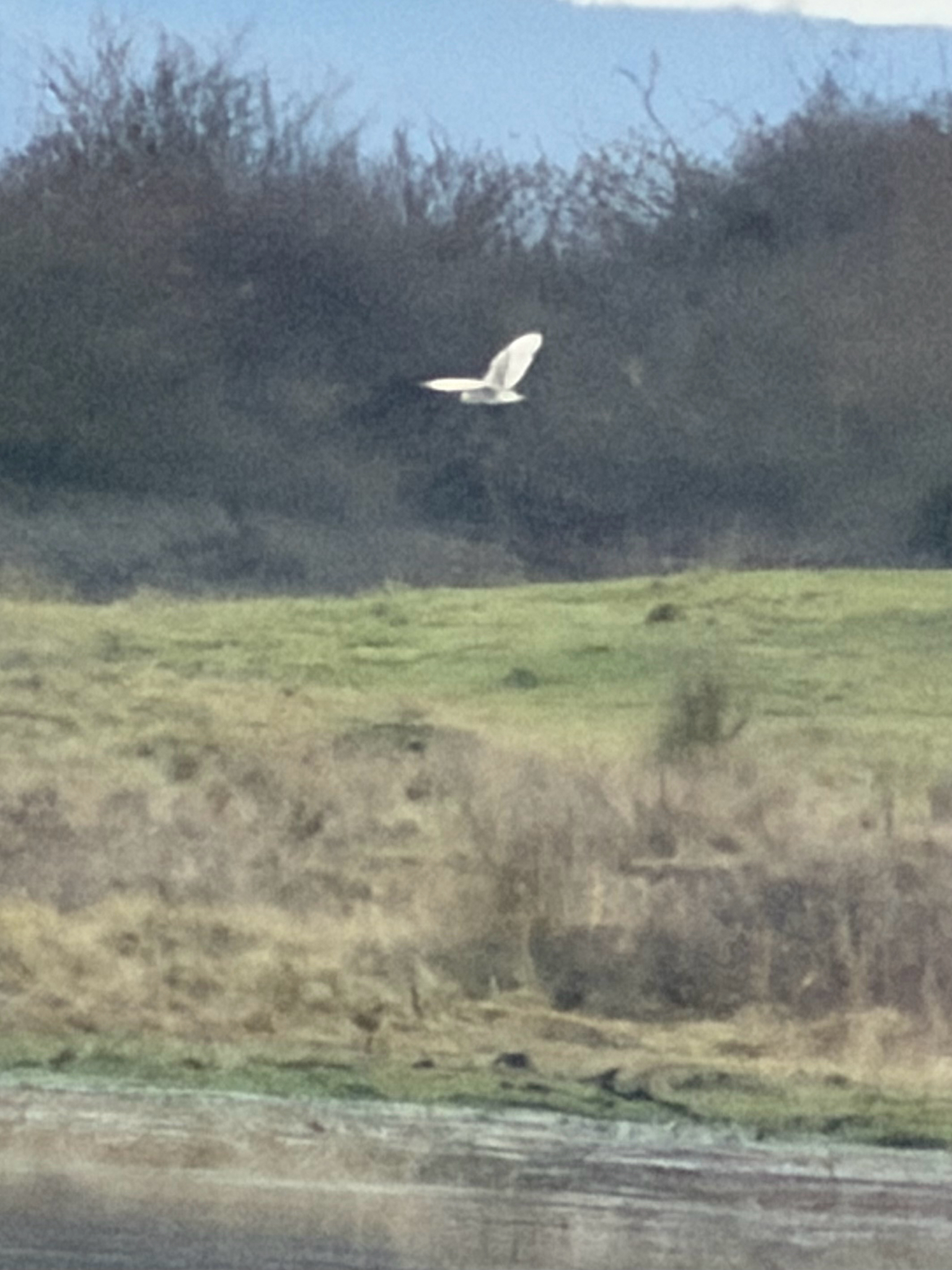 Western Barn Owl (Tyto alba), photo 6