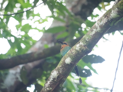 Broad-billed Motmot (Electron platyrhynchum), photo 4