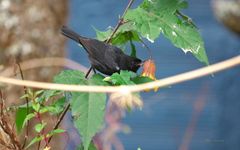 Diglossa lafresnayii