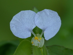 Commelina erecta erecta