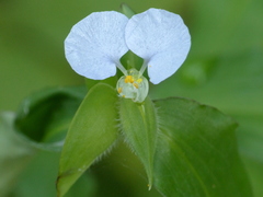 Commelina erecta erecta