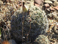 Coryphantha pallida