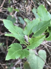 Clematis