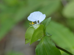 Commelina erecta erecta