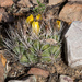 Weingartia hediniana - Photo (c) Martin Lowry, algunos derechos reservados (CC BY-NC), subido por Martin Lowry